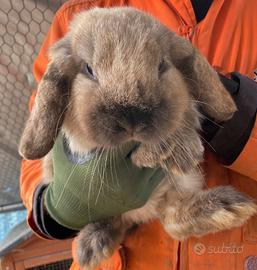 Conigli nani ariete MINILOP