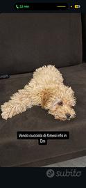 Cucciola barboncino toy 4 mesi taglia piccola