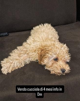 Cucciola barboncino toy 4 mesi taglia piccola