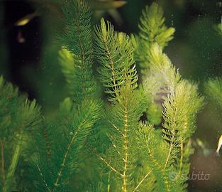pianta acquario laghetto