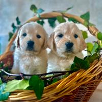 Cuccioli di golden Retriever