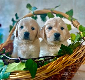 Cuccioli di golden Retriever