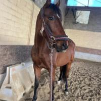 Cavallo spagnolo fida/mezza fida