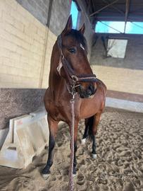 Cavallo spagnolo fida/mezza fida