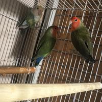 Inseparabili, pappagalli, cocorite,calopsite