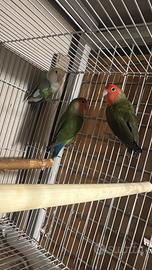 Inseparabili, pappagalli, cocorite,calopsite