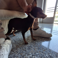 Pinscher toy adulta