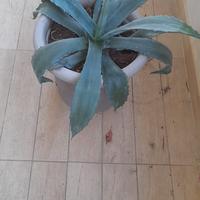 pianta aloe 