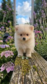 spitz cucciolo 
