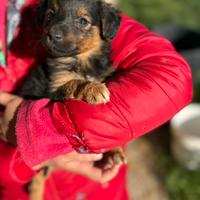 Cuccioli pastore australiano