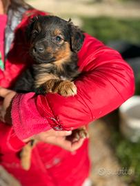 Cuccioli pastore australiano