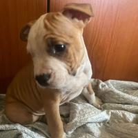 Cucciola di amstaff femmina disponibile