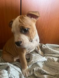 Cucciola di amstaff femmina disponibile