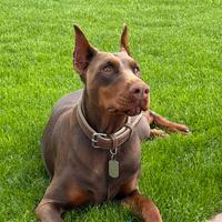 Accoppiamento Doberman