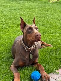 Accoppiamento Doberman