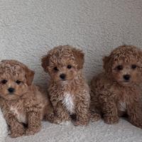 Cuccioli maltipoo