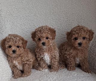 Cuccioli maltipoo