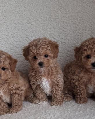 Cuccioli maltipoo