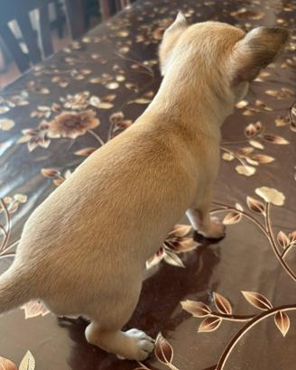 Cuccioli di chihuahua