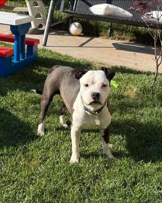 Amstaff x american bully