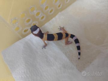 Geco leopardino