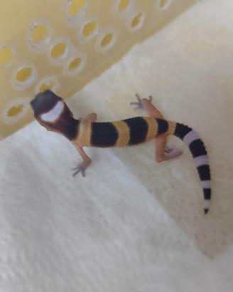 Geco leopardino