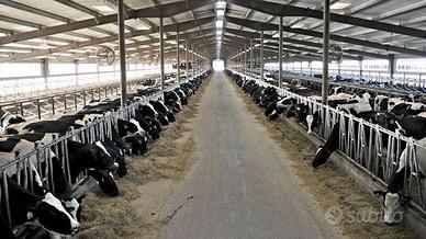 Terreno di 11000 m² a Trescore Cremasco