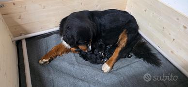Bovaro del Bernese Cuccioli