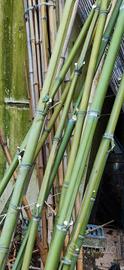 Canne bamboo orto giardino