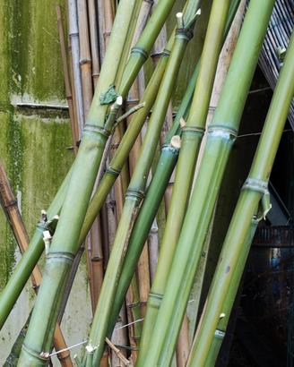 Canne bamboo orto giardino