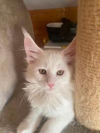 Maine coon cucciole femmine