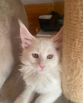 Maine coon cucciole femmine