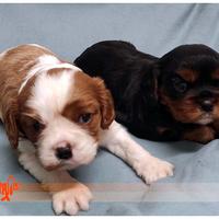 Cuccioli di CAVALIER KING CHARLES SPANIEL