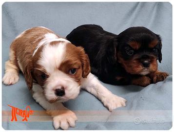 Cuccioli di CAVALIER KING CHARLES SPANIEL