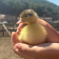 Papera muta anatroccolo