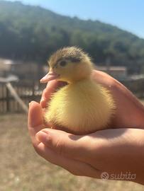 Papera muta anatroccolo