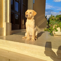 Cucciolo di labrador