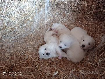 Cuccioli di pastore maremmano