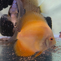 Discus