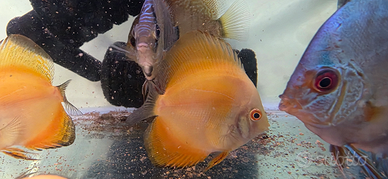 Discus