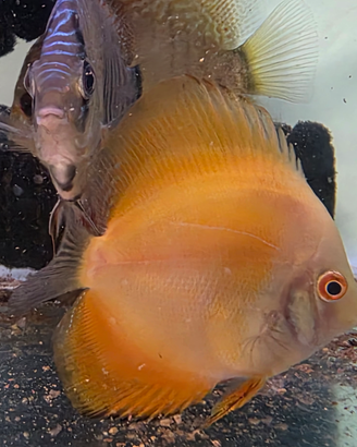 Discus