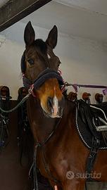 Cavallo salto ostacoli