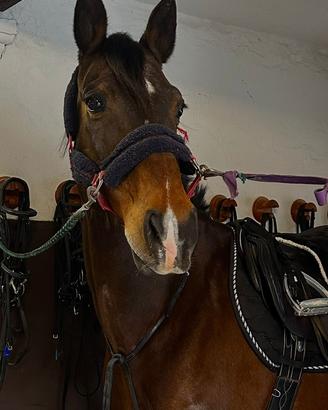 Cavallo salto ostacoli