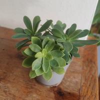 Vasetto di talee di pianta grassa