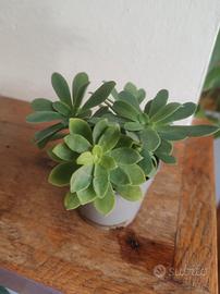 Vasetto di talee di pianta grassa