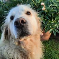 Golden per accoppiamento