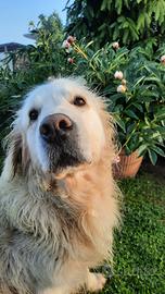 Golden per accoppiamento