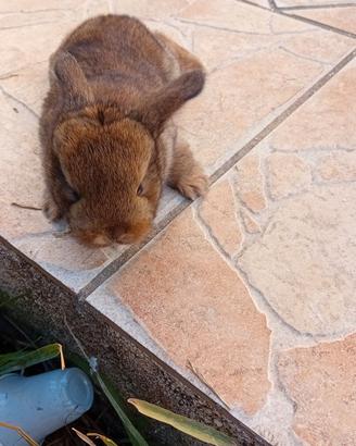 Animali