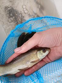 Pesce Tinca gobba di poirino
