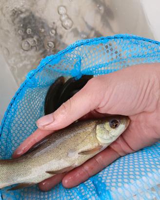 Pesce Tinca gobba di poirino